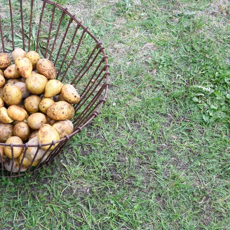 Kartoffelkorb