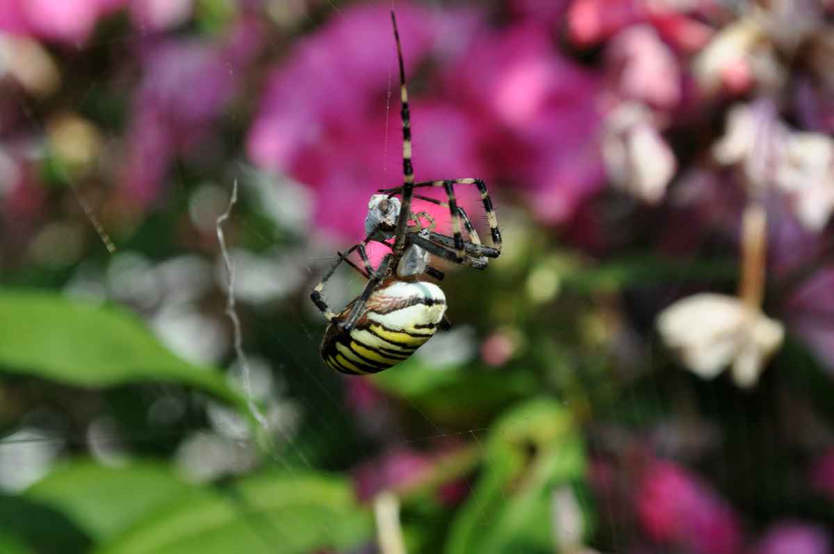Wespenspinne mit Beute
