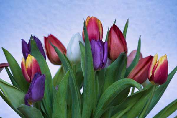 Tulpenstrauß