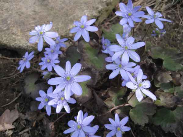 Leberblümchen