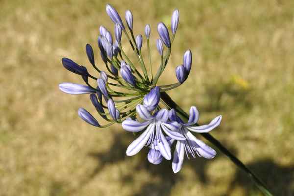 Afrikanische Liebesblume