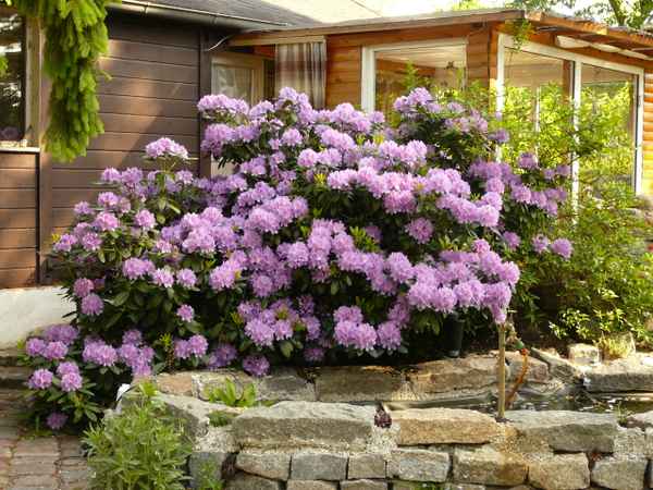 Rhododendron