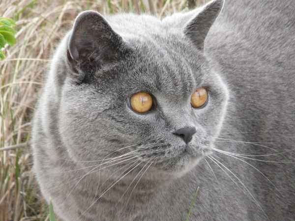 Mein kleiner Kater Percy