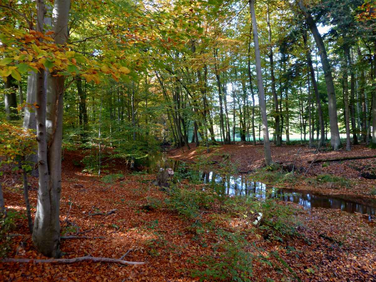 Bach im Herbstwald