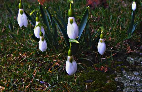 verregnete Frühlingsboten