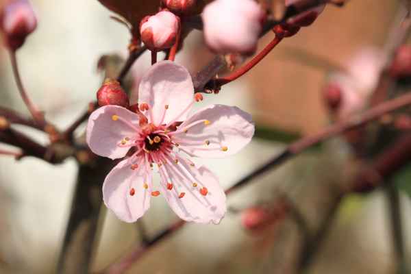 meine erste Kirschblüte 2014