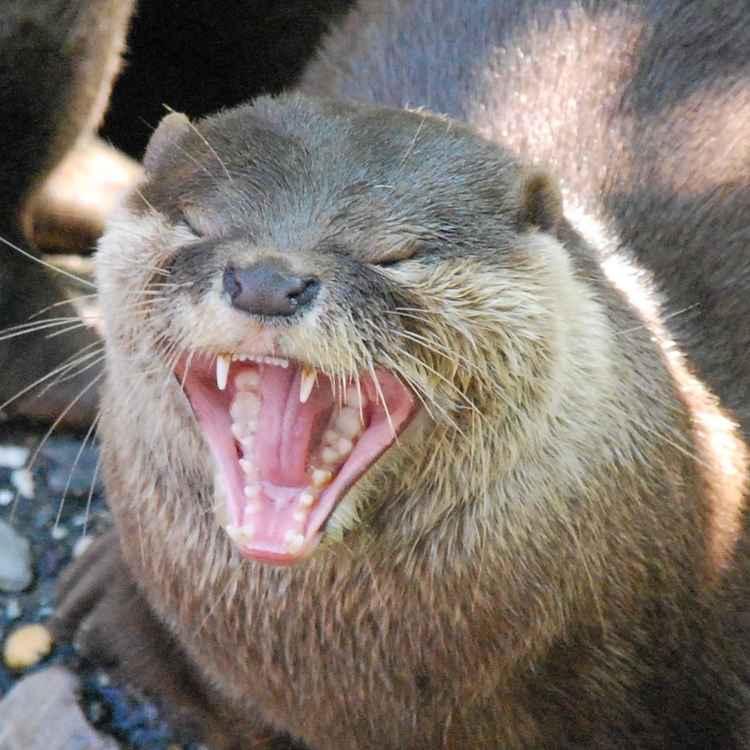 Keine Zahnbehandlung notwendig