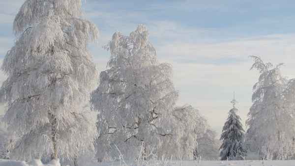 Birken in Raureif und Schnee 3