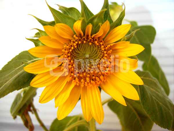 Sonnenblume