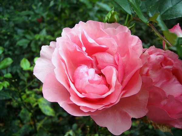Hueckeswagen Rosengarten  hellrosa Rose