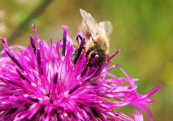 Fleissiges Isar-Bienchen