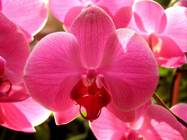 Orchideen