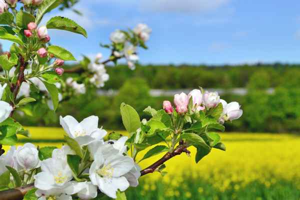 Apfelblüte
