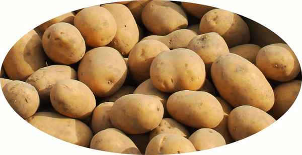Kartoffelvielfalt 01 - Marabel