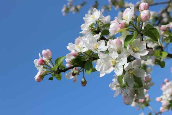 Apfelblüten