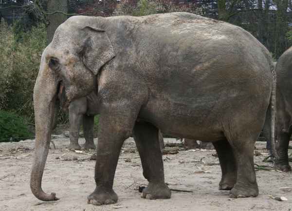 Der große graue Riese