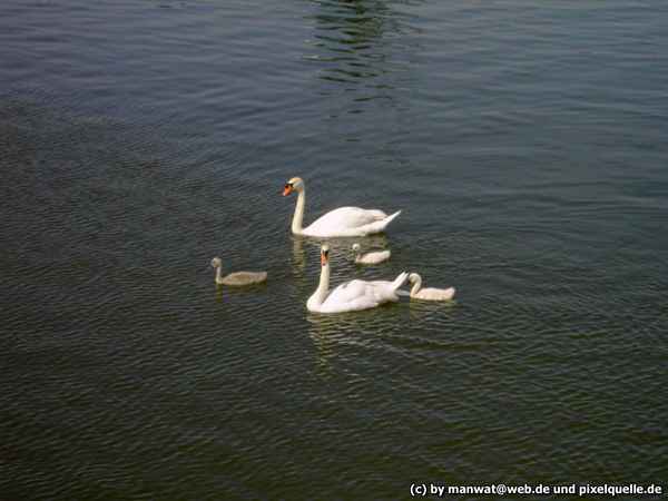 Family Schwan