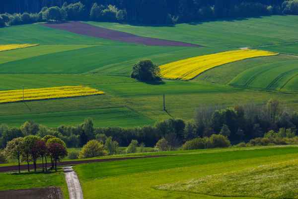 Wiesen und Felder im Frühlingsgrün 02