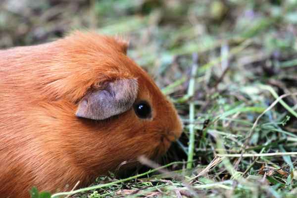 Meerschwein
