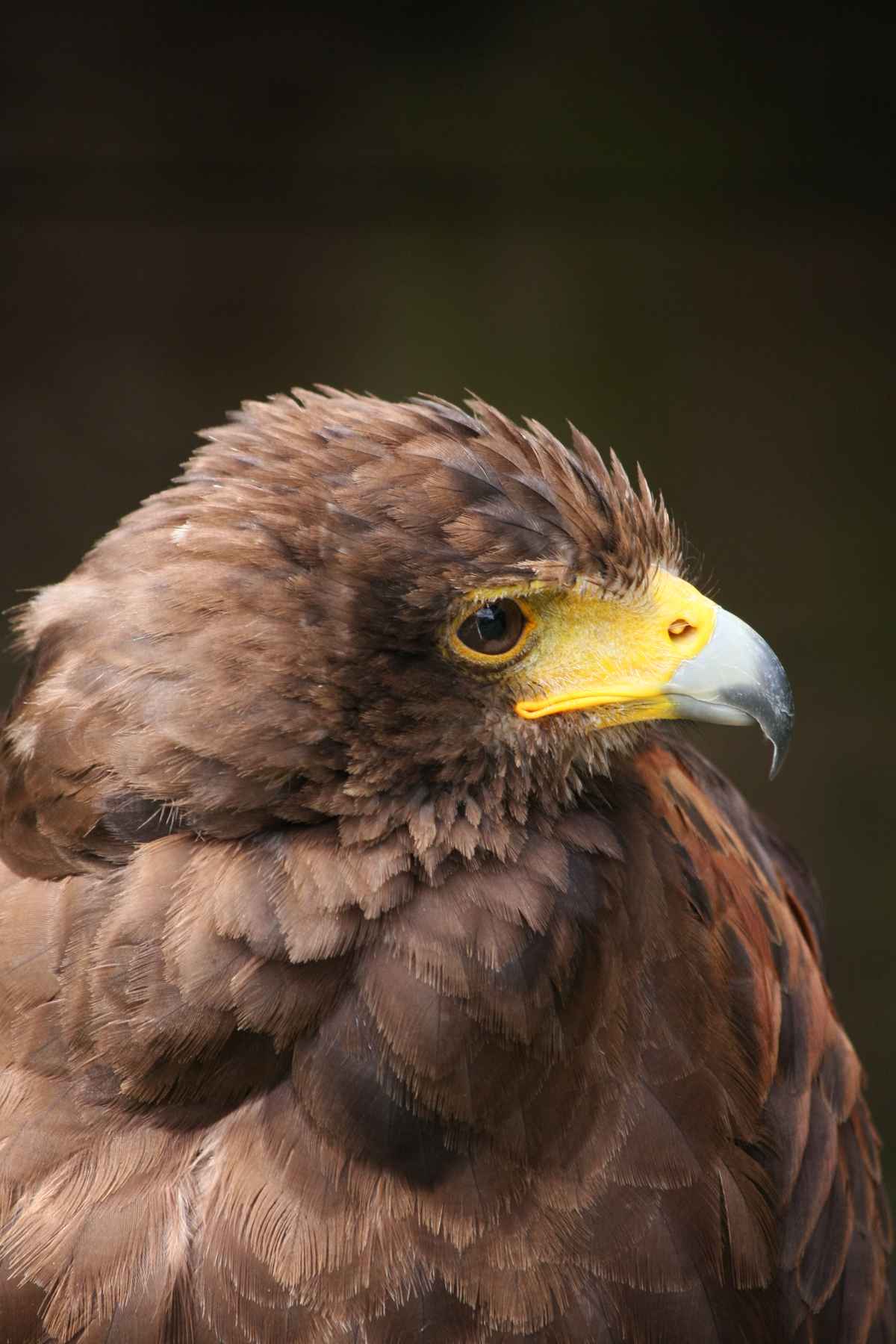 Adler3