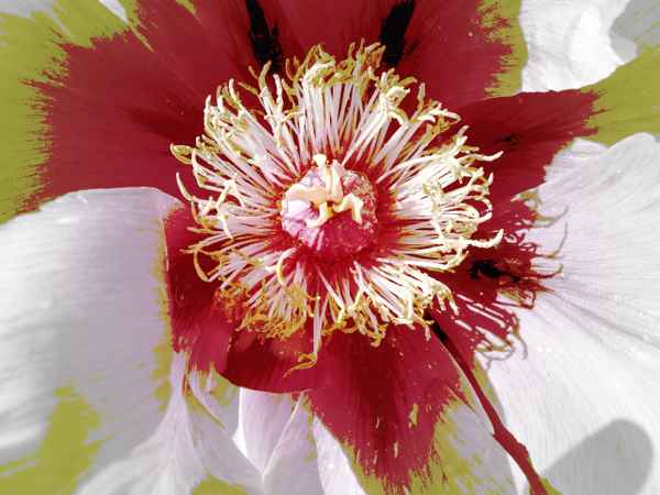 Blütenstempel einer Pfingstrose (3)