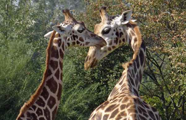 Giraffenflirt