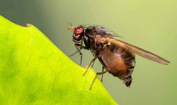 Nicht schön aber doch hübsch anzusehen