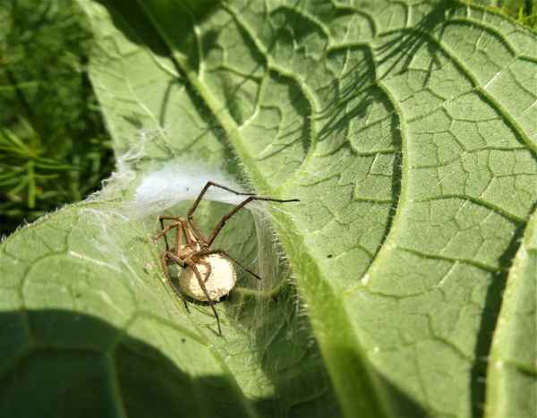 Listspinne mit Eikokon