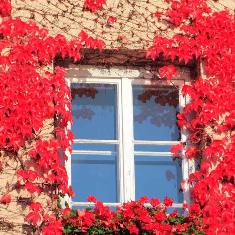 Das herbstliche Fenster