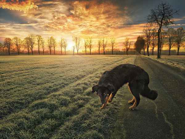 Sonnenaufgang  mit Hund