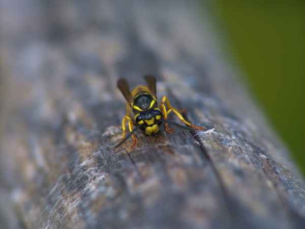 Wespe
