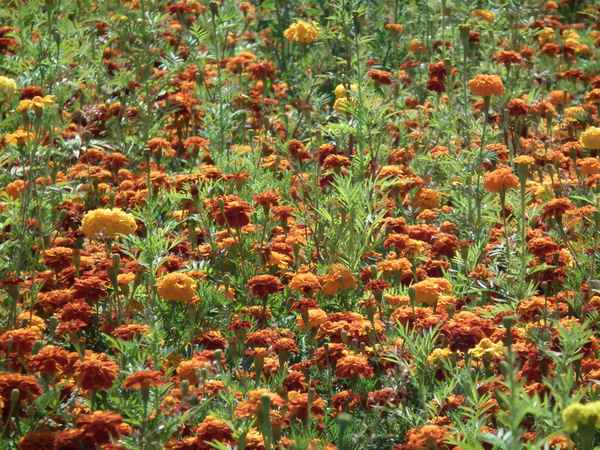 Ein Feld voll blühender Nelken
