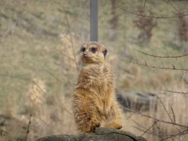 Ein Männlein steht !