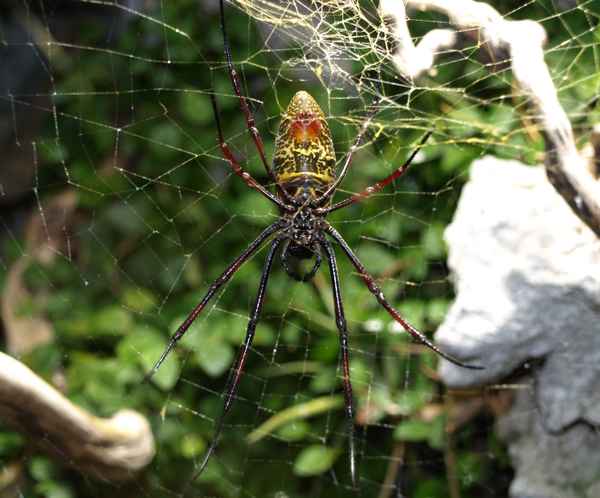 Riesen-Radnetzspinne
