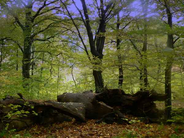 Herbst Fotos vom 25.10.2009-26