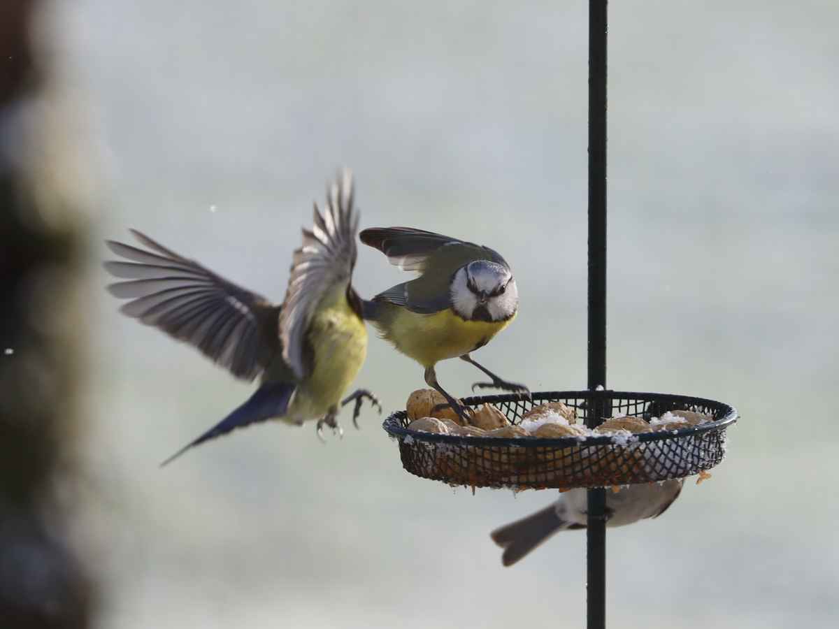 futter mit schneehäubchen