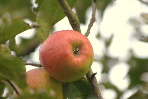 Apfel