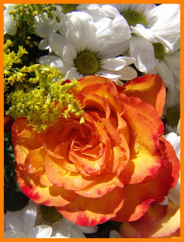 Rosen Blüte