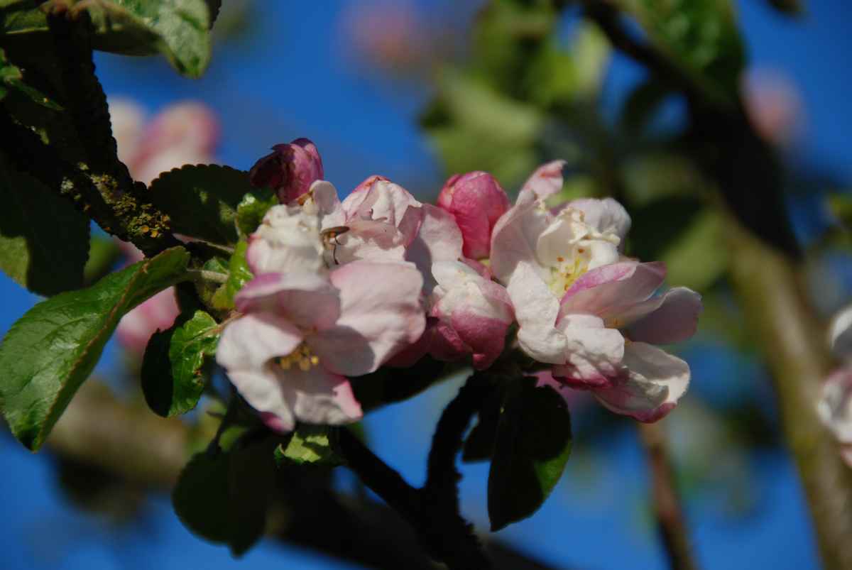 Apfelblüte 04