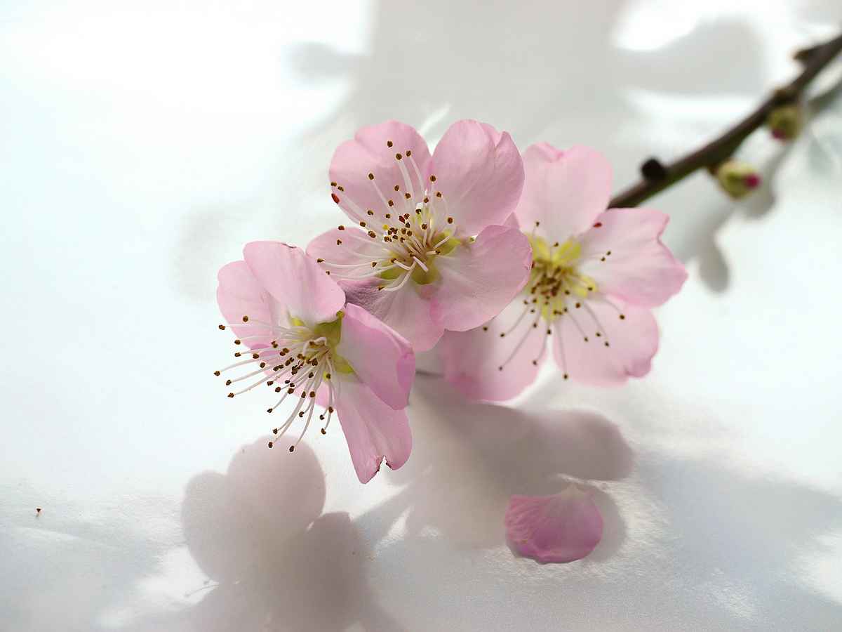 zarte Kirschblüten . . .