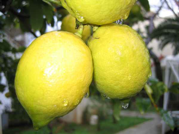 das ist Frische pur 1