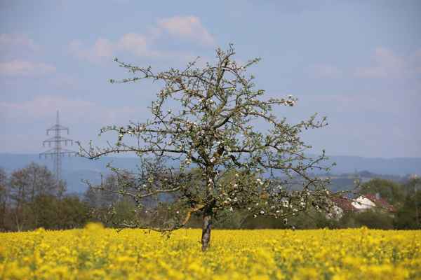Apfelbaum im Rapsfeld
