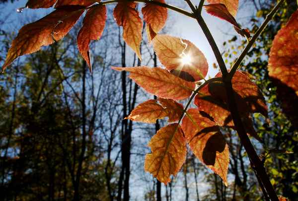 Der Herbst...