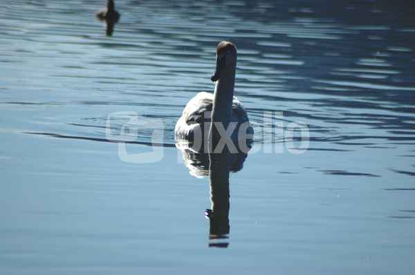 Am blauen See