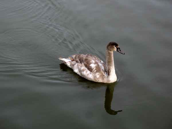 Der junge Schwan