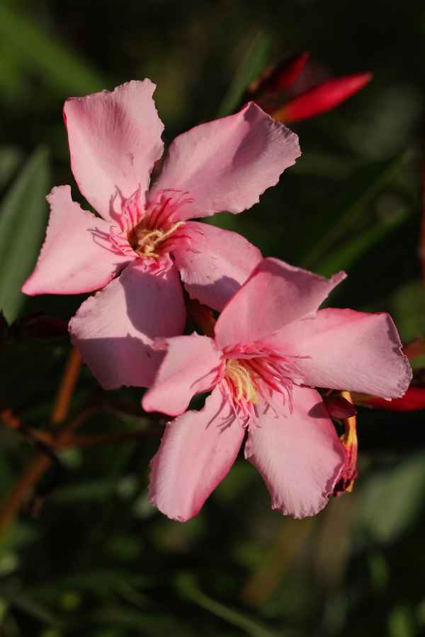 Oleander