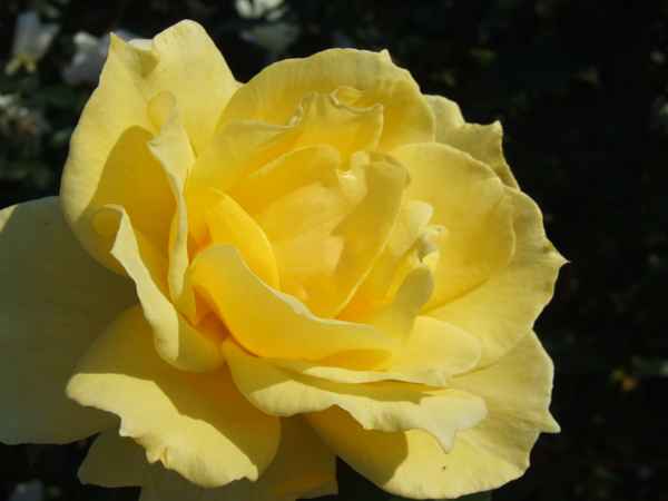 Rose, gelb