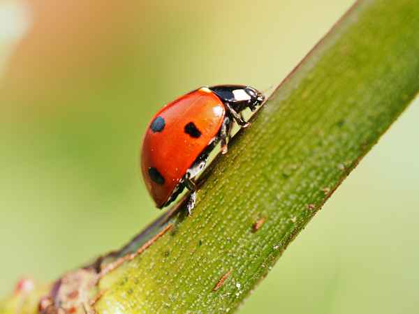 der erste marienkäfer