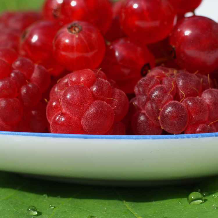 Rote Beeren