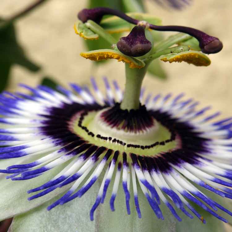 Passionsfrucht Blüte